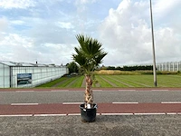 Palmboom (washingtonia robusta)