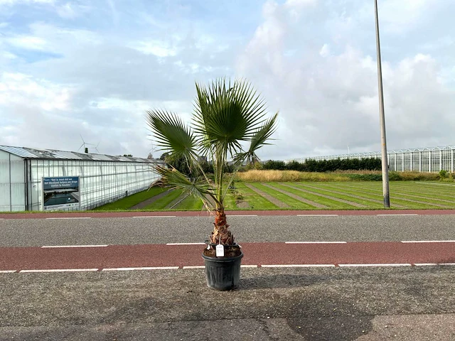 Palmboom (washingtonia robusta) - afbeelding 1 van  1
