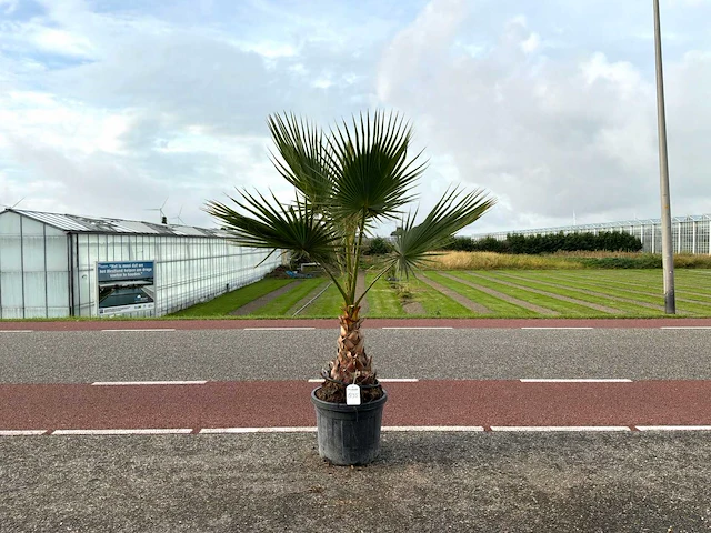 Palmboom (washingtonia robusta) - afbeelding 1 van  1