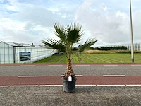 Palmboom (washingtonia robusta)