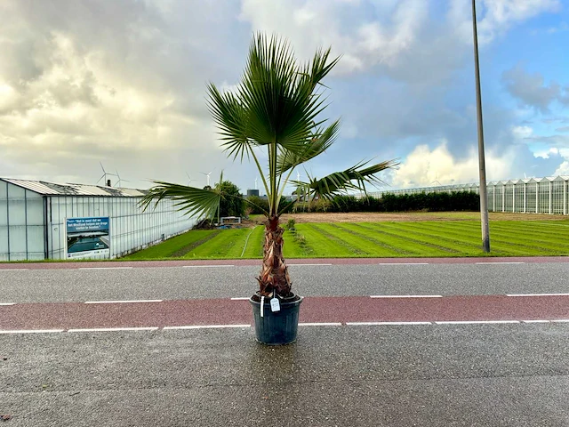 Palmboom (washingtonia robusta) - afbeelding 1 van  1