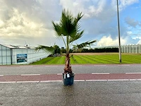 Palmboom (washingtonia robusta)