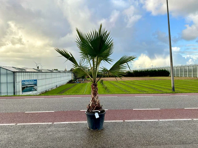 Palmboom (washingtonia robusta) - afbeelding 1 van  1