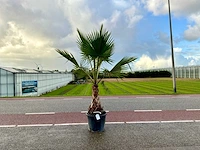 Palmboom (washingtonia robusta)
