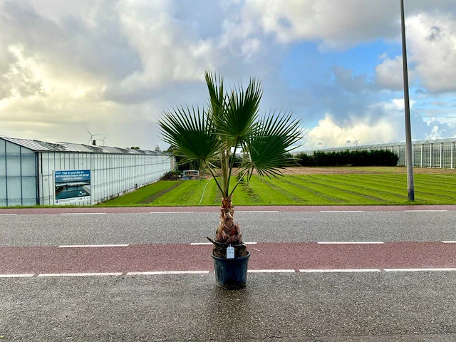 Palmboom (washingtonia robusta) - afbeelding 1 van  1