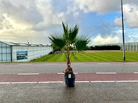 Palmboom (washingtonia robusta)