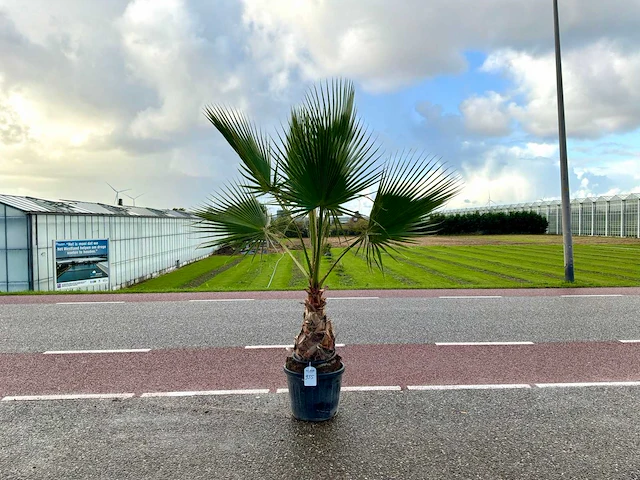 Palmboom (washingtonia robusta) - afbeelding 1 van  1