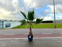 Palmboom (washingtonia robusta)