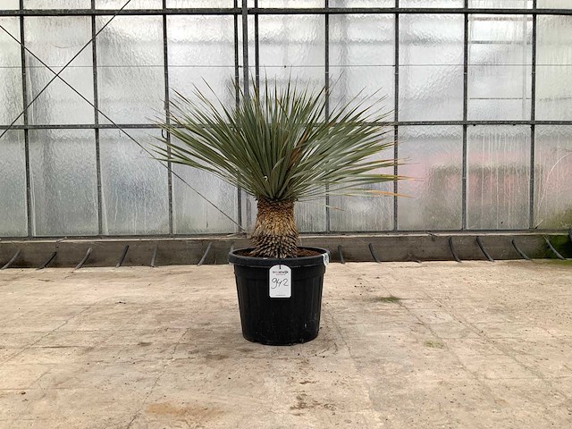 Palmboom (yucca rostrata) - afbeelding 1 van  1