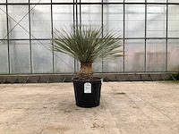 Palmboom (yucca rostrata) - afbeelding 1 van  1