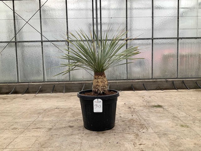 Palmboom (yucca rostrata) - afbeelding 1 van  1
