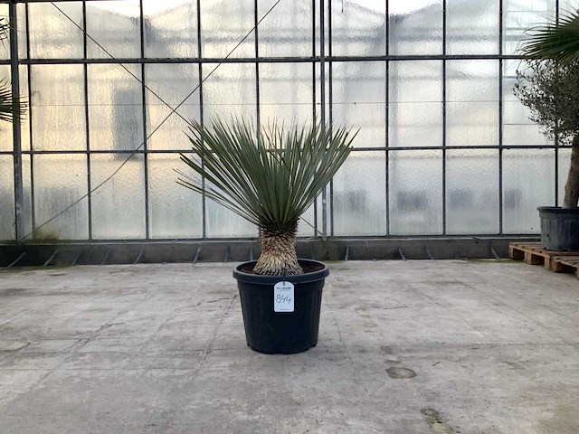Palmboom (yucca rostrata) - afbeelding 1 van  1