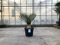 Palmboom (yucca rostrata) - afbeelding 1 van  1