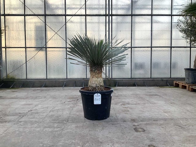 Palmboom (yucca rostrata) - afbeelding 1 van  1