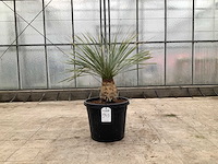 Palmboom (yucca rostrata) - afbeelding 1 van  1