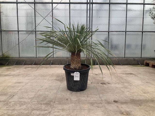 Palmboom (yucca rostrata) - afbeelding 1 van  1