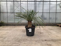 Palmboom (yucca rostrata) - afbeelding 1 van  1