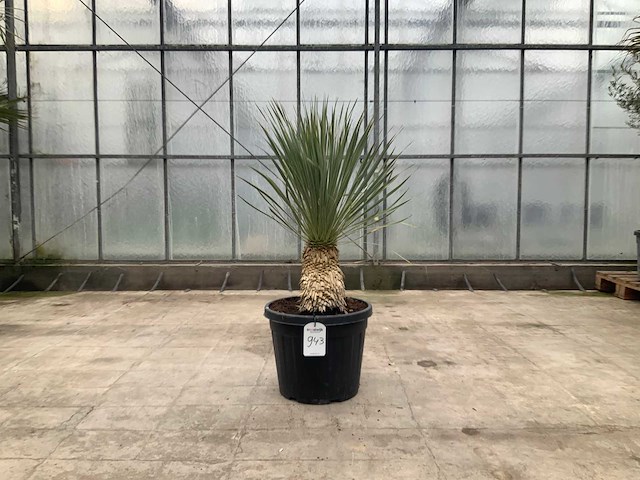 Palmboom (yucca rostrata) - afbeelding 1 van  1