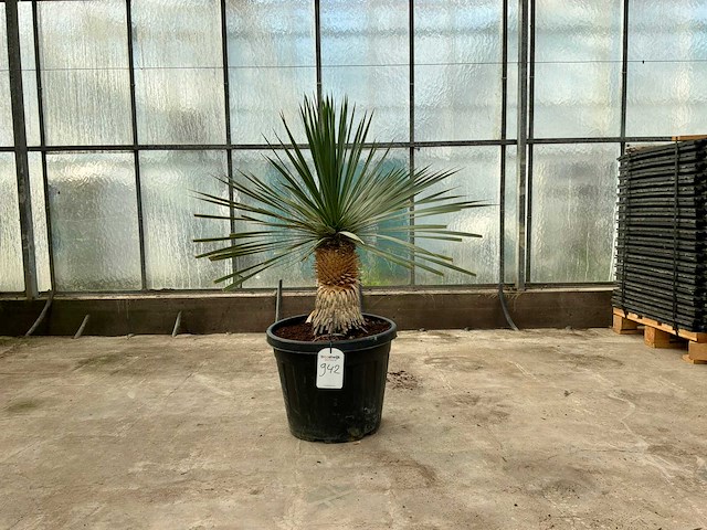 Palmboom (yucca rostrata) - afbeelding 1 van  1