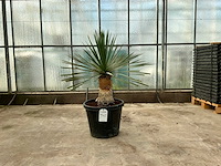 Palmboom (yucca rostrata) - afbeelding 1 van  1