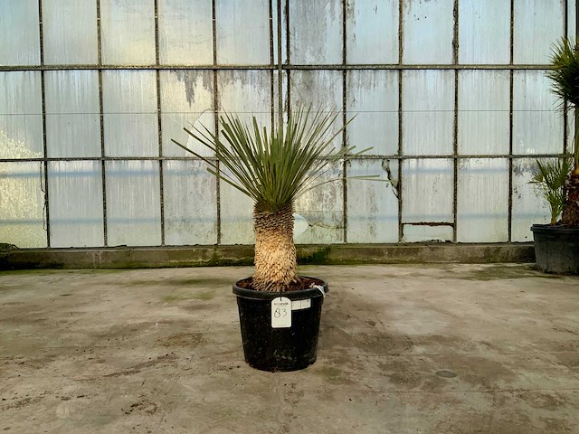 Palmboom (yucca rostrata) - afbeelding 1 van  1