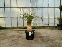 Palmboom (yucca rostrata) - afbeelding 1 van  1