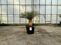Palmboom (yucca rostrata) - afbeelding 1 van  1