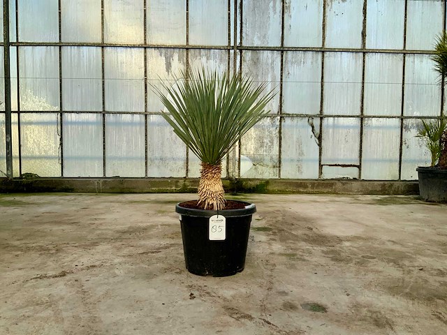 Palmboom (yucca rostrata) - afbeelding 1 van  1