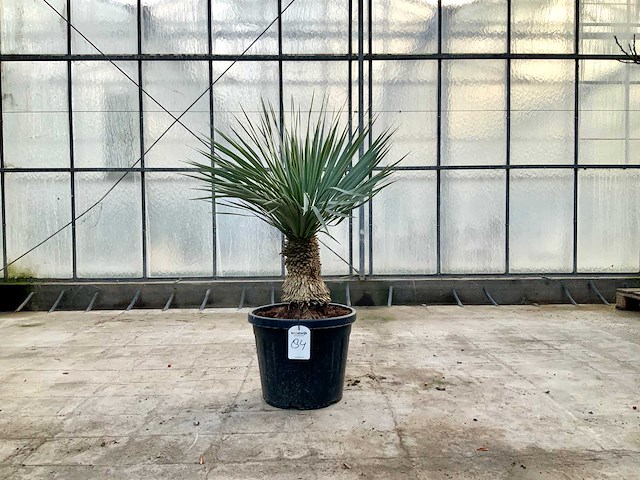 Palmboom (yucca rostrata) - afbeelding 1 van  1