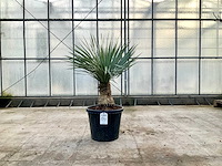 Palmboom (yucca rostrata) - afbeelding 1 van  1