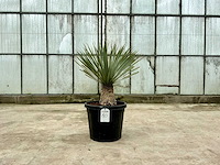 Palmboom (yucca rostrata) - afbeelding 1 van  1