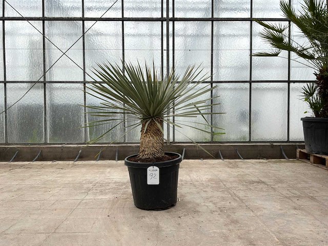 Palmboom (yucca rostrata) - afbeelding 1 van  1