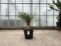 Palmboom (yucca rostrata) - afbeelding 1 van  1