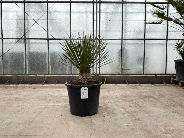 Palmboom (yucca rostrata) - afbeelding 1 van  1