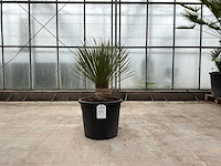 Palmboom (yucca rostrata) - afbeelding 1 van  1
