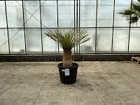 Palmboom (yucca rostrata) - afbeelding 1 van  1