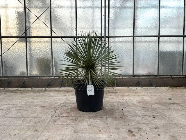 Palmboom (yucca rostrata) - afbeelding 1 van  1