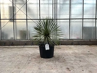 Palmboom (yucca rostrata)