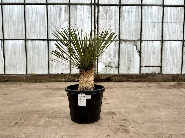 Palmboom (yucca rostrata) - afbeelding 1 van  1