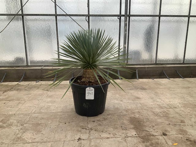 Palmboom (yucca rostrata) - afbeelding 1 van  1