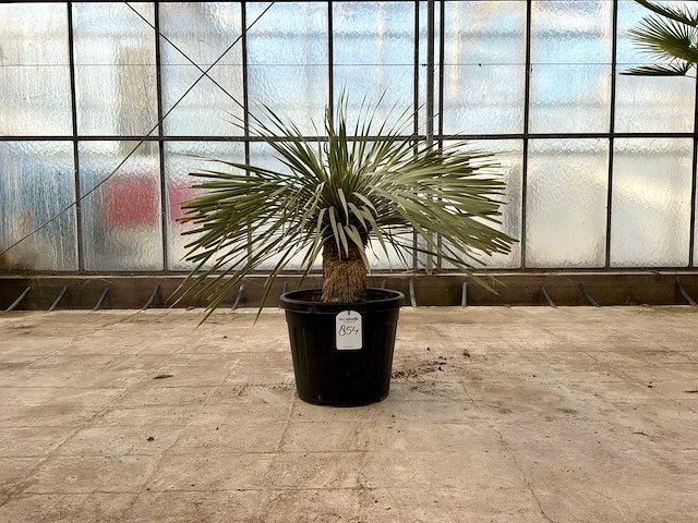 Palmboom (yucca rostrata) - afbeelding 1 van  1