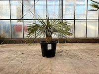 Palmboom (yucca rostrata) - afbeelding 1 van  1