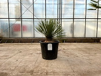 Palmboom (yucca rostrata) - afbeelding 1 van  1
