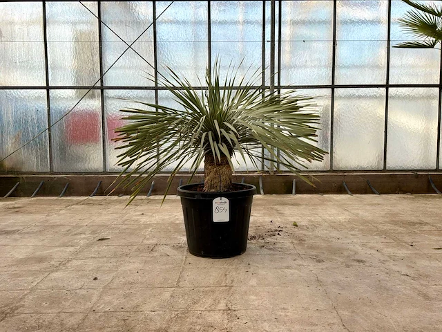 Palmboom (yucca rostrata) - afbeelding 1 van  1