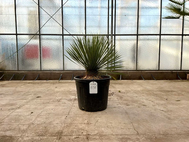 Palmboom (yucca rostrata) - afbeelding 1 van  1
