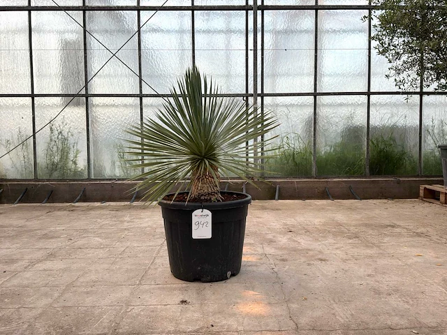Palmboom (yucca rostrata) - afbeelding 1 van  1