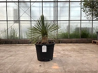 Palmboom (yucca rostrata)