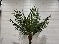 Palmboom - afbeelding 3 van  8