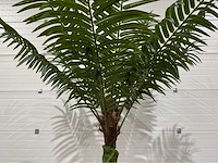 Palmboom - afbeelding 3 van  7