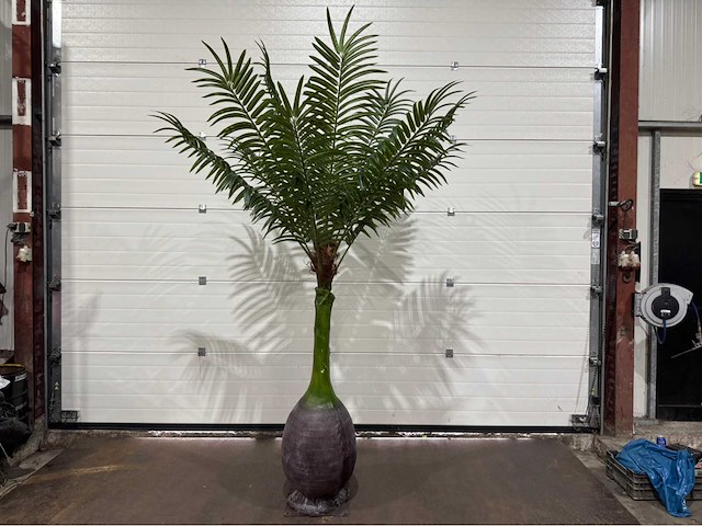 Palmboom - afbeelding 1 van  9